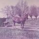 MALVACHE Maurice et son cheval (major)à la ferme du Steent'je