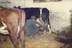 1984: Sosthene Malvache fait la traite des vaches