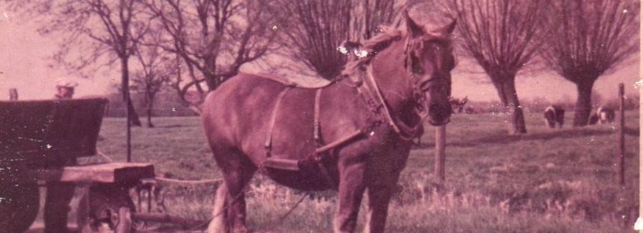 Les Malvache au fil du temps